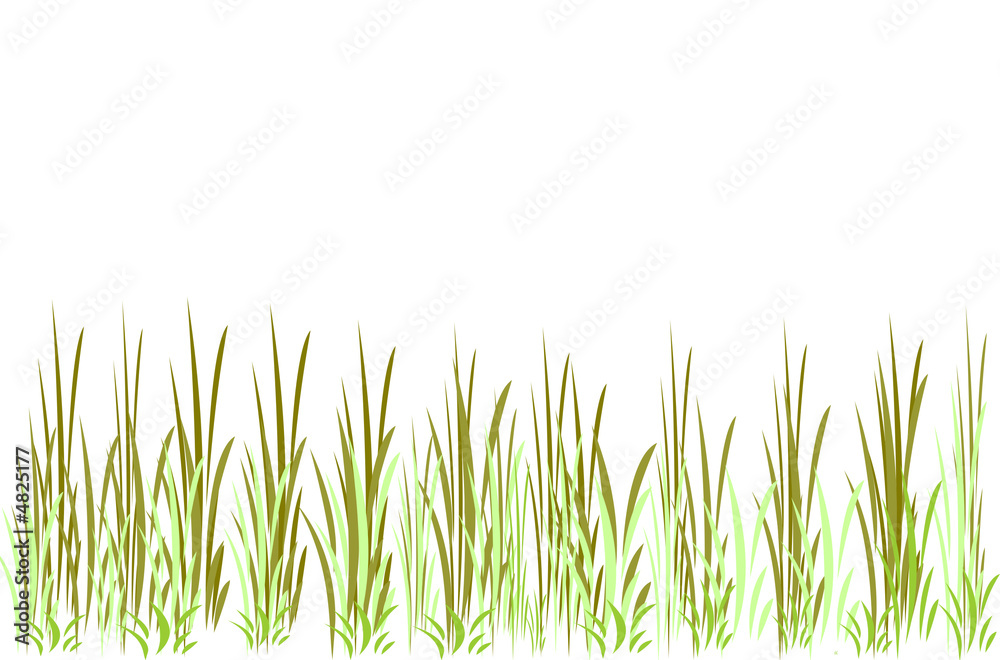 Obraz premium Grasses too