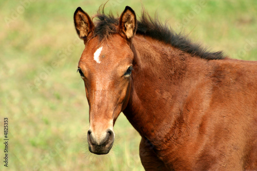 Brown Colt horse © Jim Mills