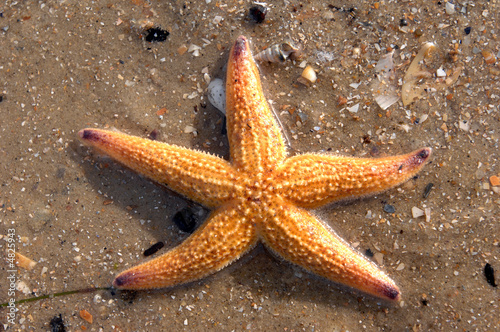 Star fish & shells01