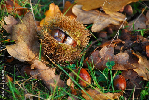 Fruits d'automne photo