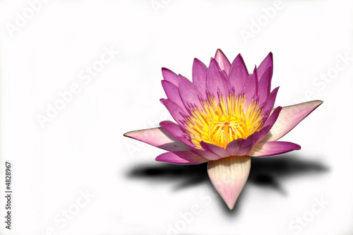 Pink lotus (nelumbo nucifera) with clean white background.