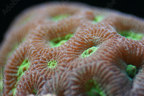 Moon Coral