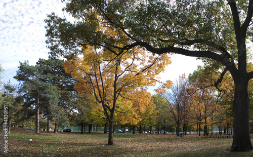 Golden Autumn in High Park 5