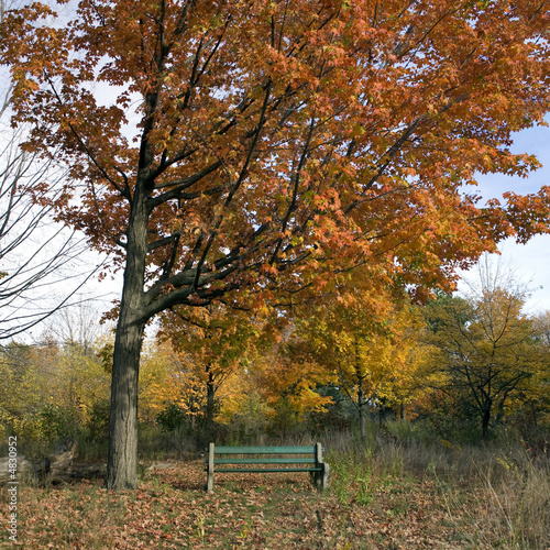 Solitary bench in autumn park