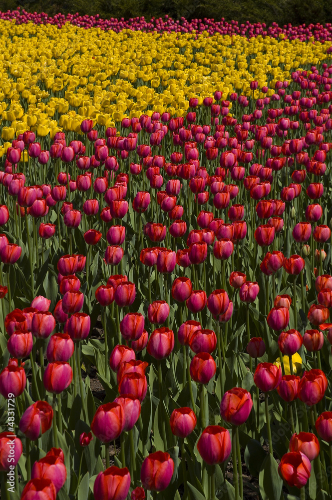 Field of Tulips