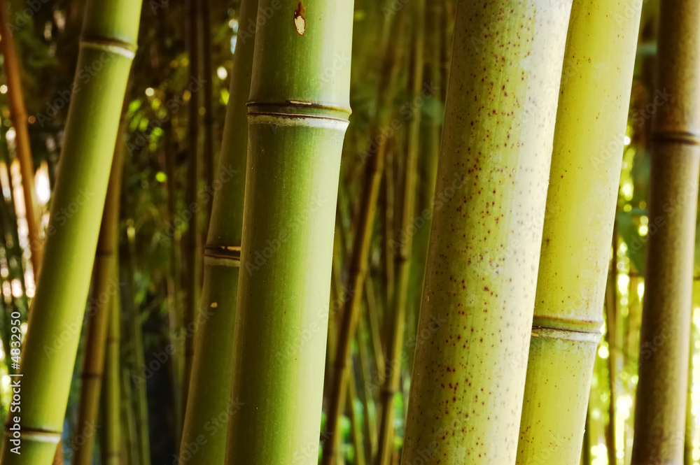 Fototapeta premium Bamboo forest