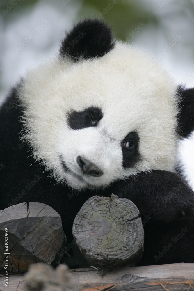 Obraz premium Giant Panda Bear