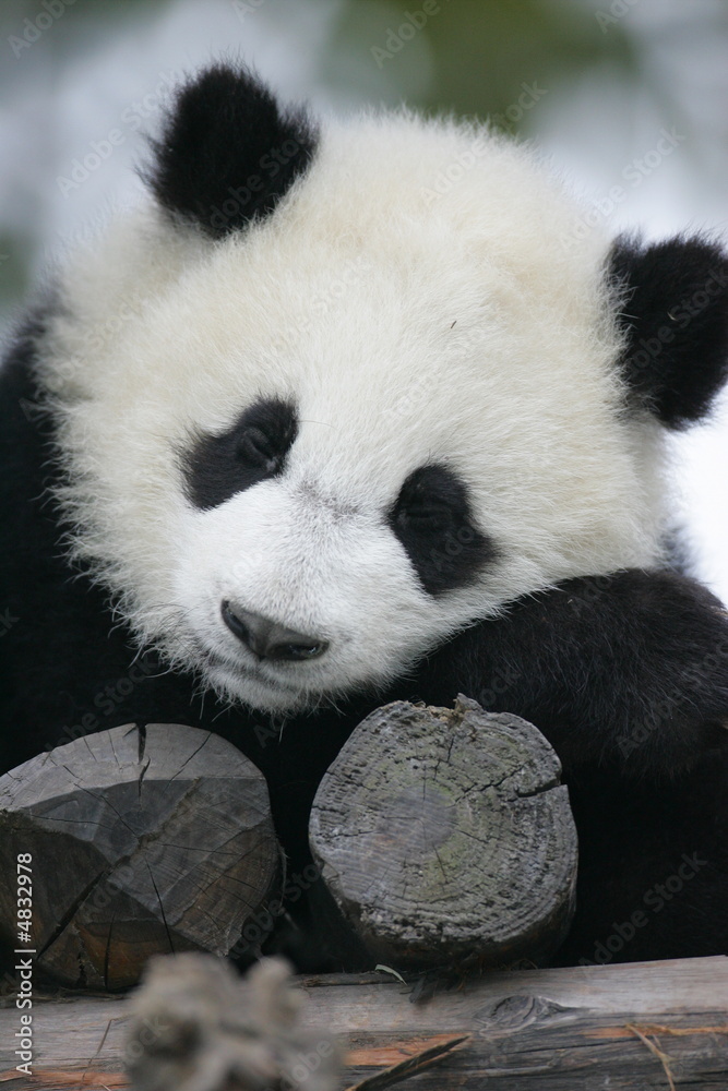 Fototapeta premium Giant Panda Bear