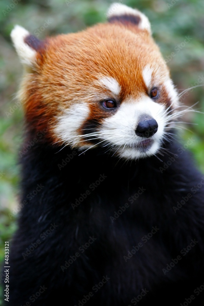 Red Panda Red Panda