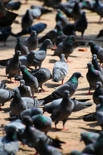 Pigeons © Ho Weihao