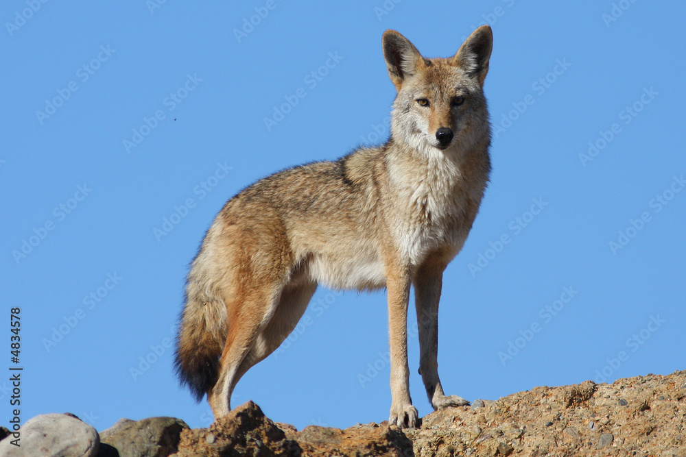 Fototapeta premium Blue Sky Coyote