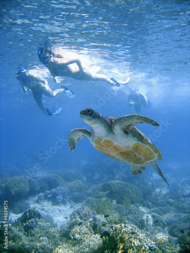 Bikini swim with sea turtle