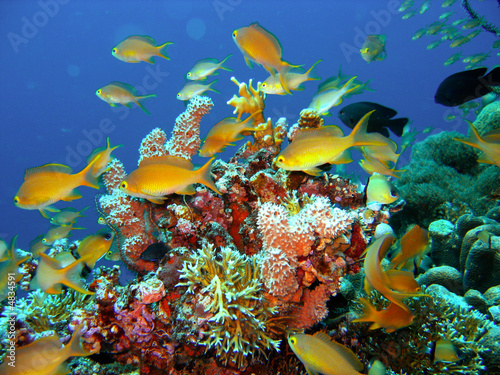 Fototapeta Naklejka Na Ścianę i Meble -  Coral reef fish