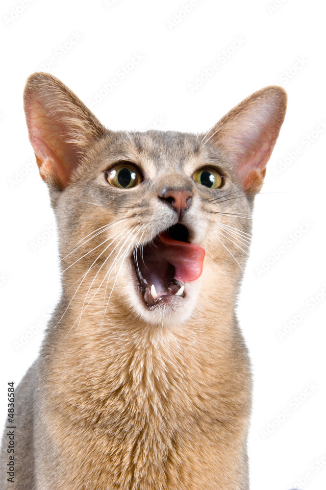 Kitten in studio on a neutral background