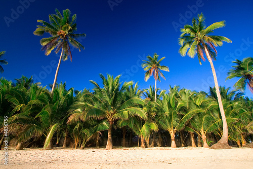 tropical palm tree paradise