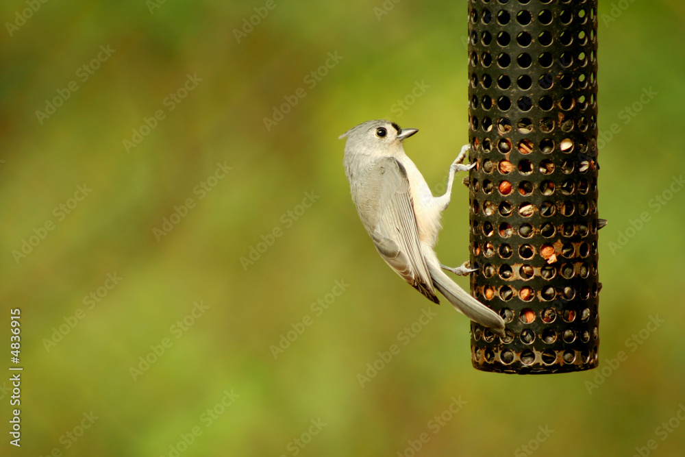 Naklejka premium Tufted Titmouse
