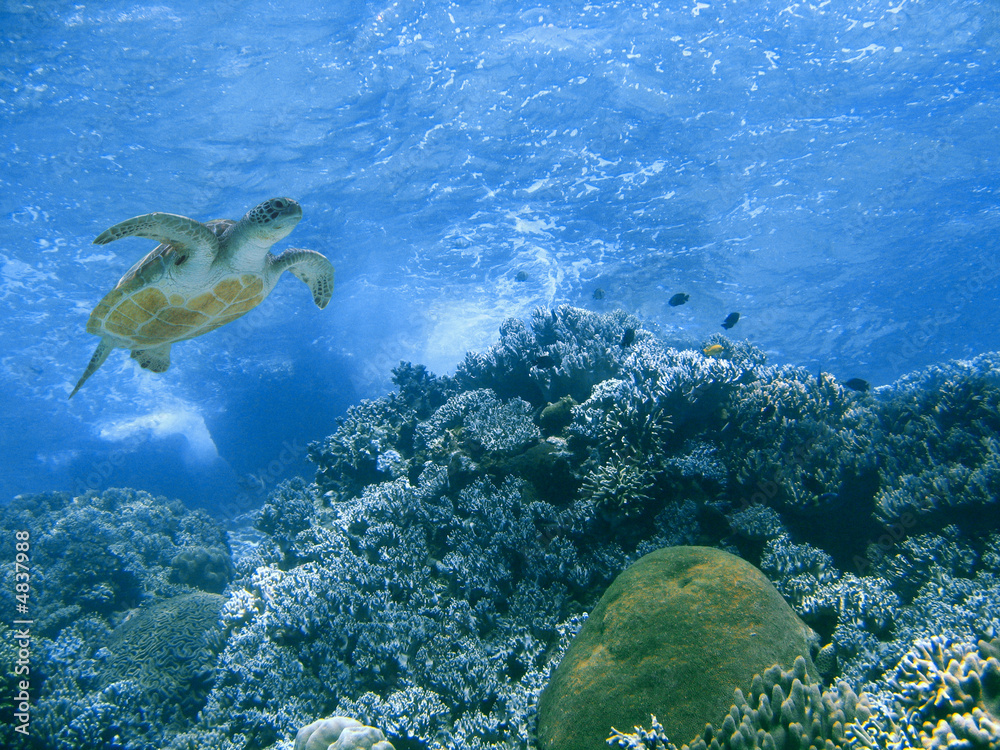 Obraz premium Green turtle and coral reef