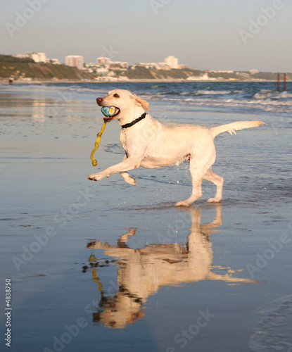 Playful Dog