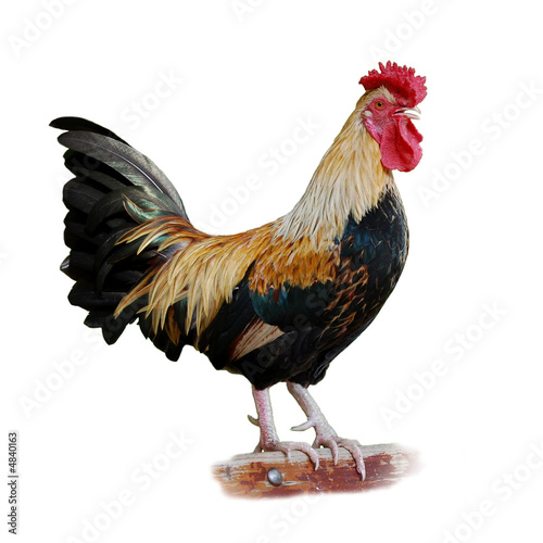 Le Coq