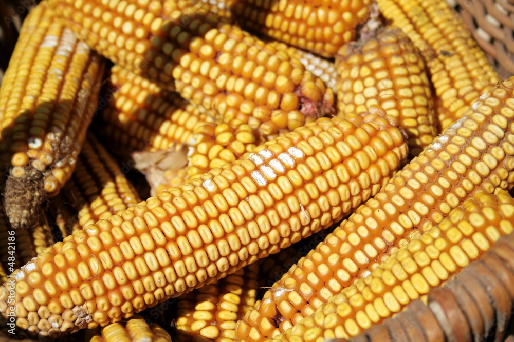 Indian corn