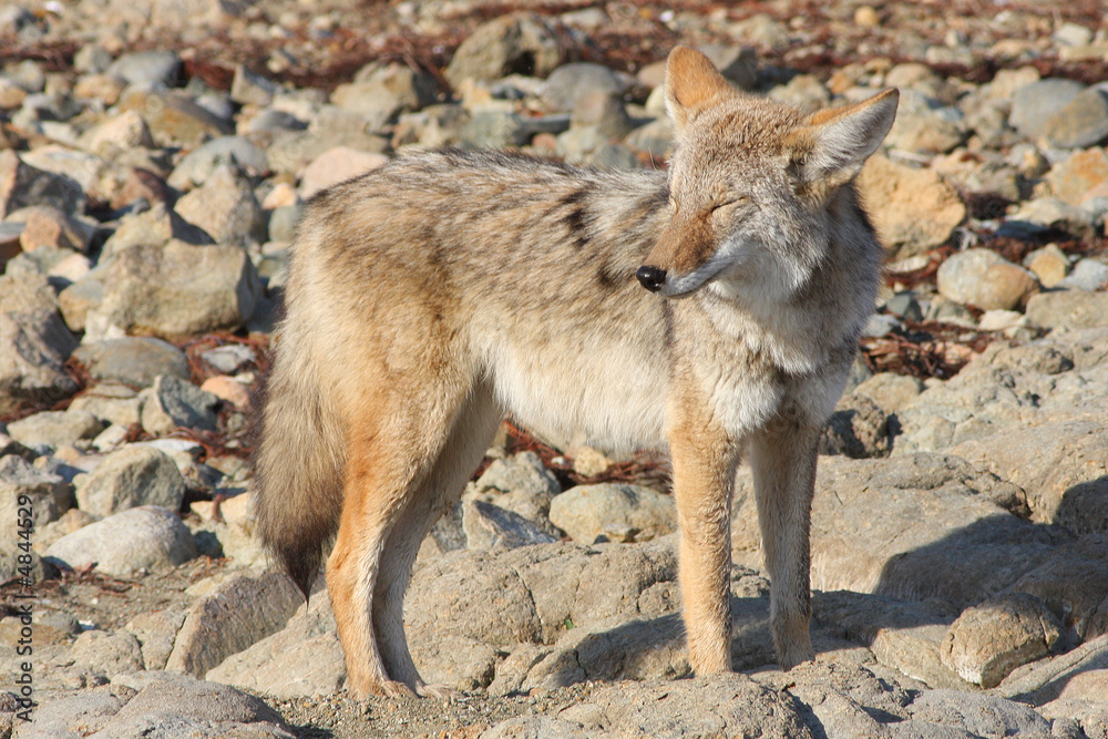 Fototapeta premium Tired Coyote