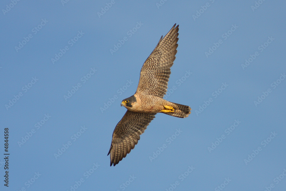 Naklejka premium Peregrine Falcon in Flight