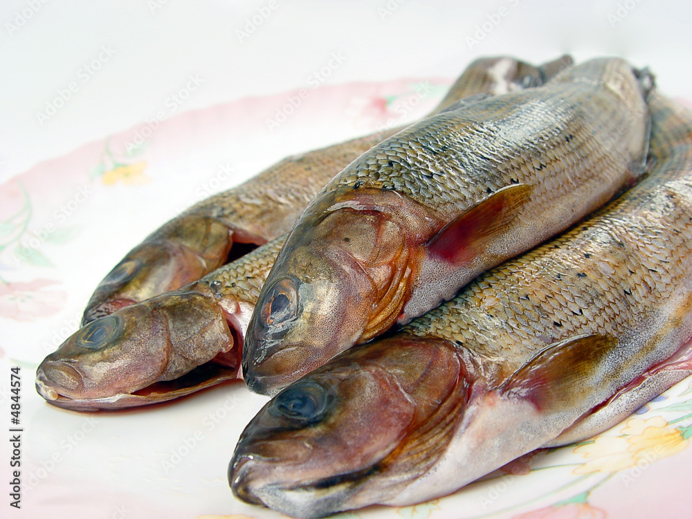 closeup four grayling fishes