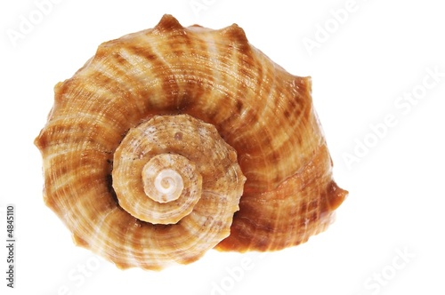spiral shell