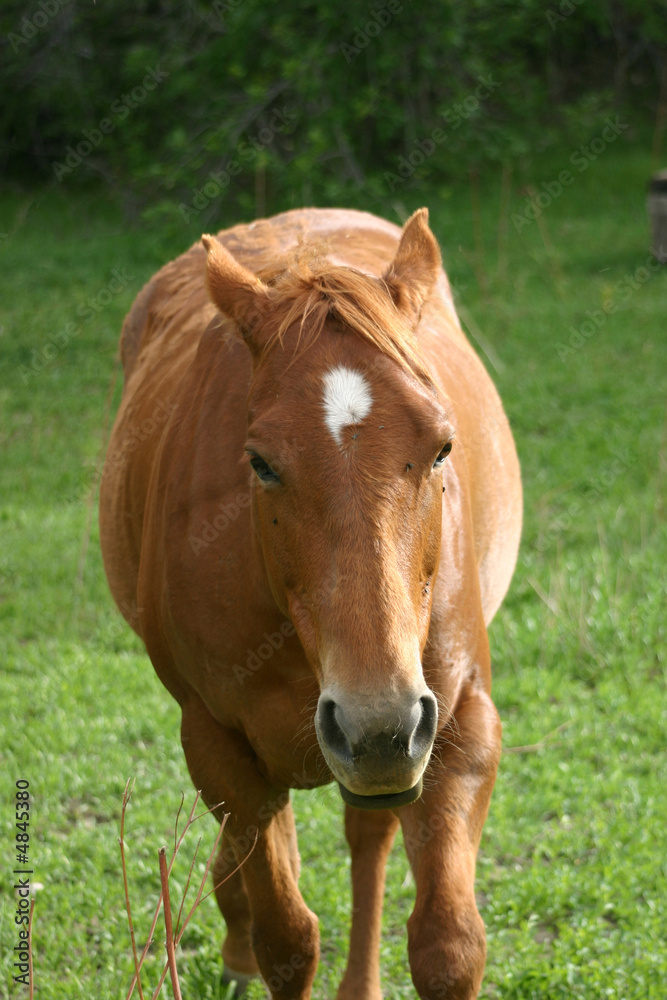 Fototapeta premium Red Horse (Equus caballus) with Ears Back