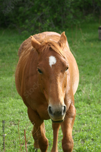 Red Horse (Equus caballus) with Ears Back photo
