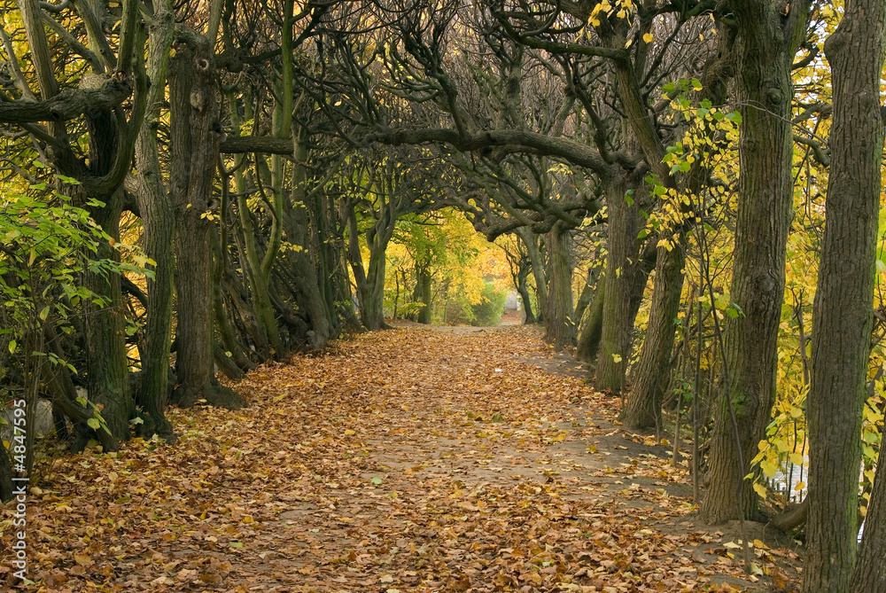 Naklejka premium Autumn-1