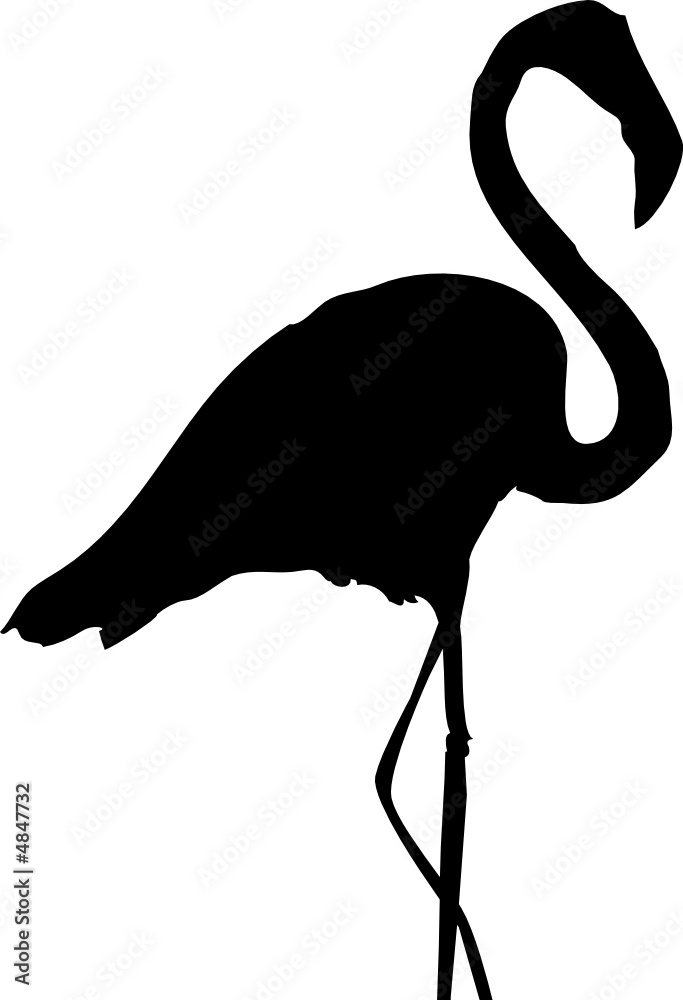 Flamant rose