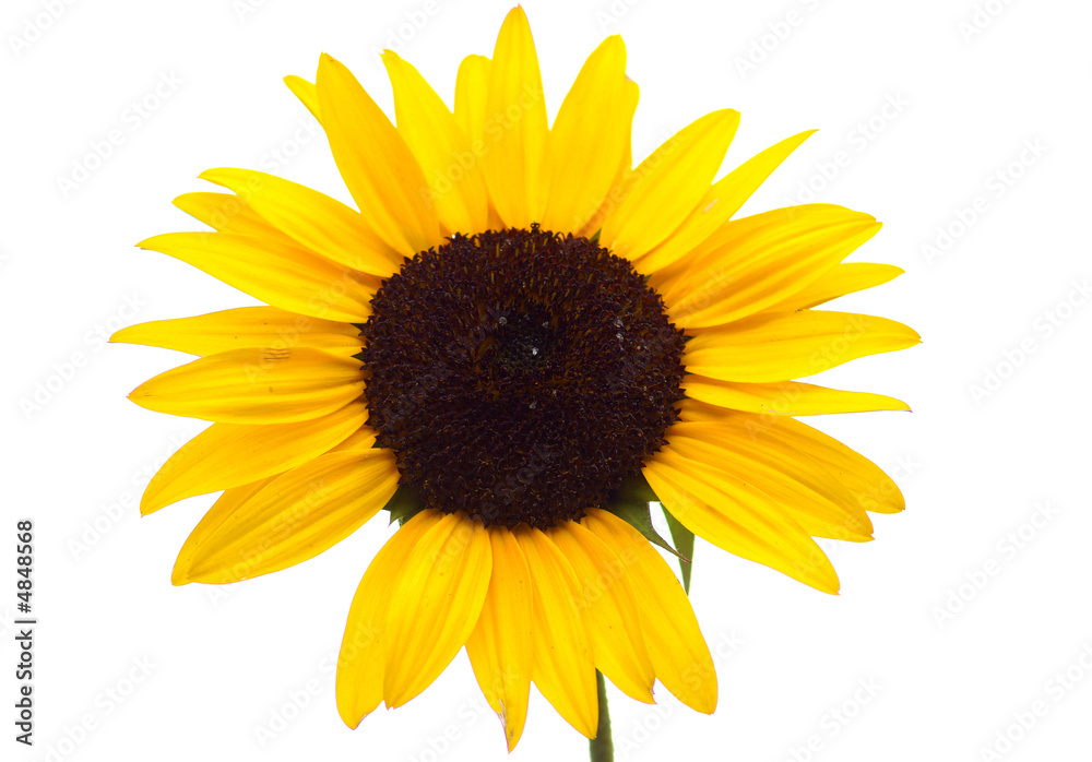 Naklejka premium Sunflower