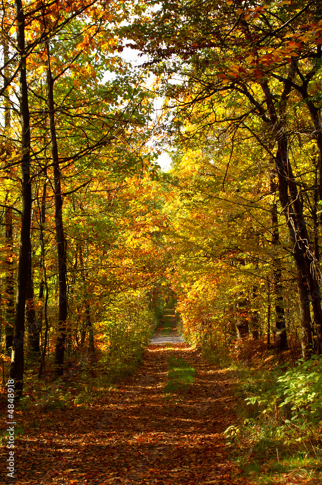 Fototapeta premium Autumn road