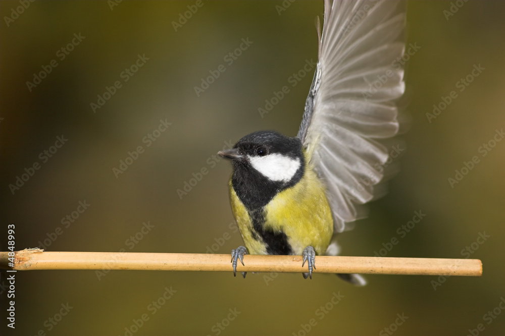 Obraz premium Free tit is taking off