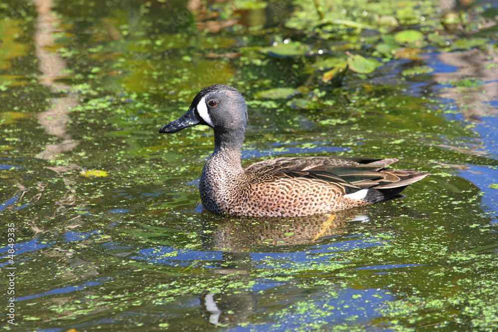 Obraz premium Male Blue-winged Teal