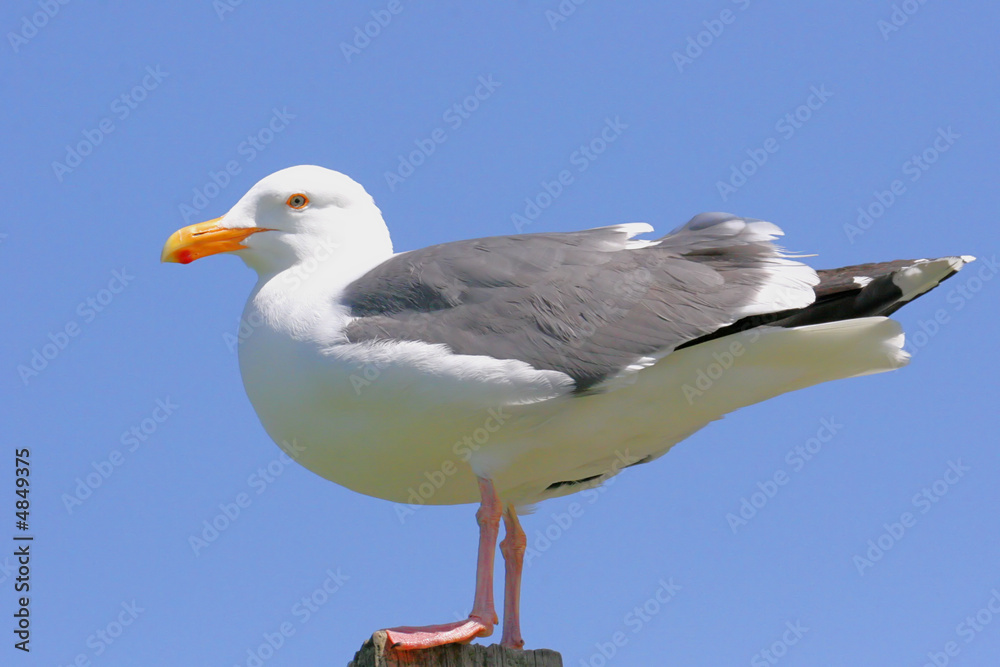 Perched Western Gull Perched Western Gull