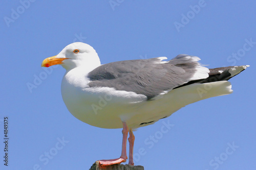 Perched Western Gull