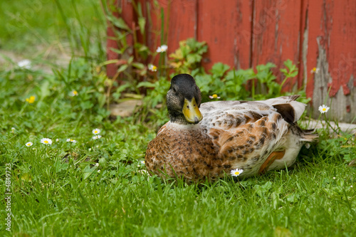 Ente vor einer Hütte