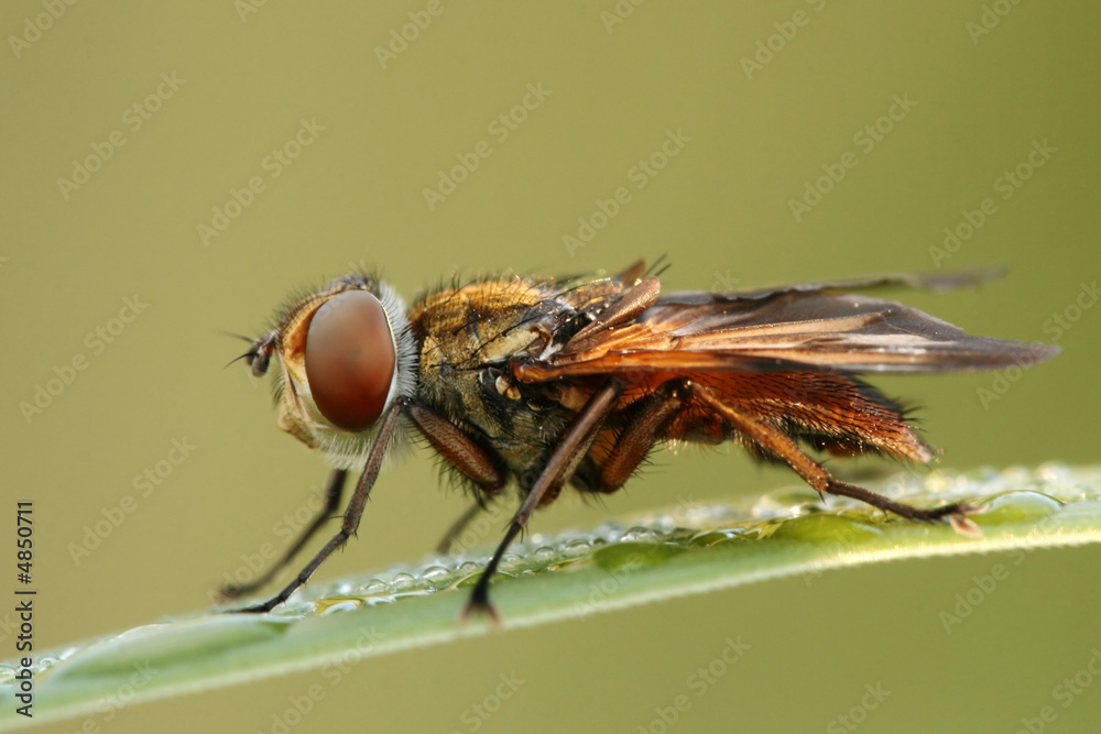 Naklejka premium Close-up of hoverfly Phasia hemiptera in morning dew