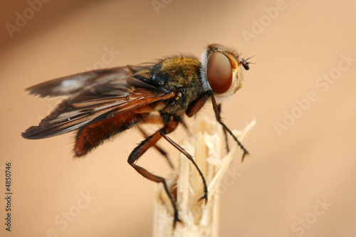 Close-up of hoverfly Phasia hemiptera photo