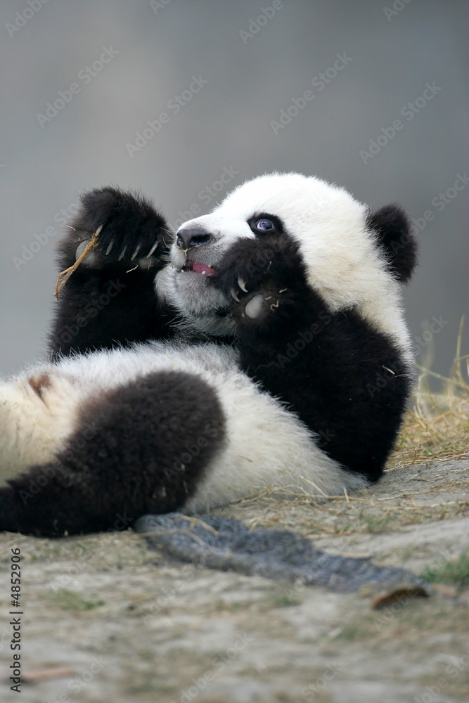 Fototapeta premium Giant Panda
