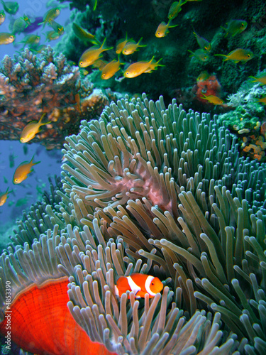 Colorful coral reef fish