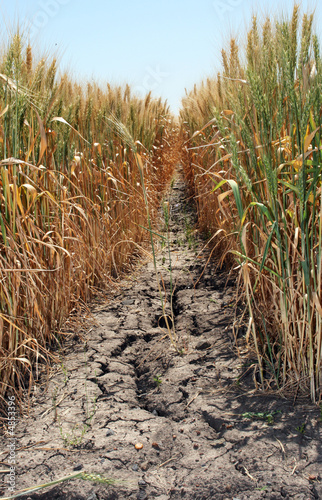 Corn Drought