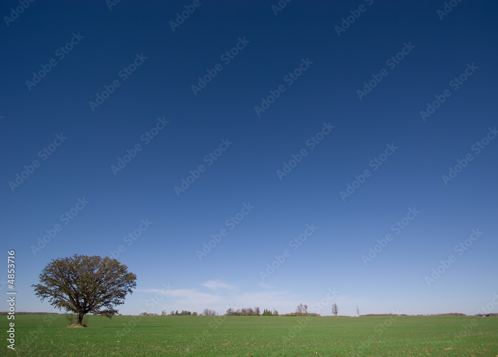 Obraz premium Lone Tree in Field