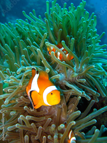 Tropical clown fish #4854709