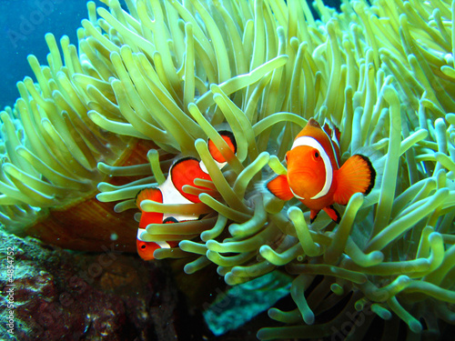 clown fish