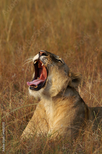 Yawning Lion