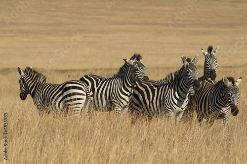 Burchell Zebra s