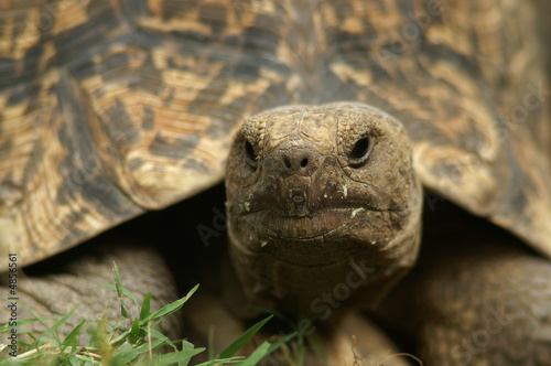 Leopard Tortoise